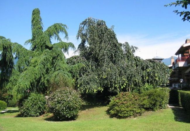 Ferienwohnung in Luino - Cordelia 9 Apartment with pool in Luino Ferienwohnung in Luino - Cordelia 9 Apartment with pool in Luino